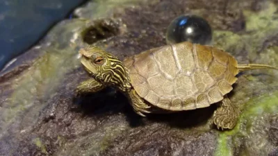 Akwarium dla żółwia – jak je założyć?