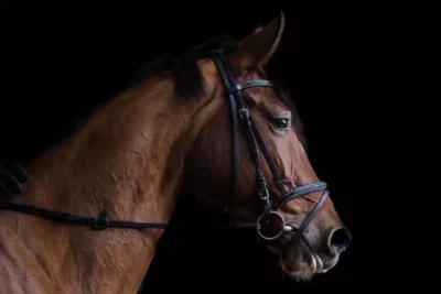 Witaminy dla koni – lepsza regeneracja i odporność